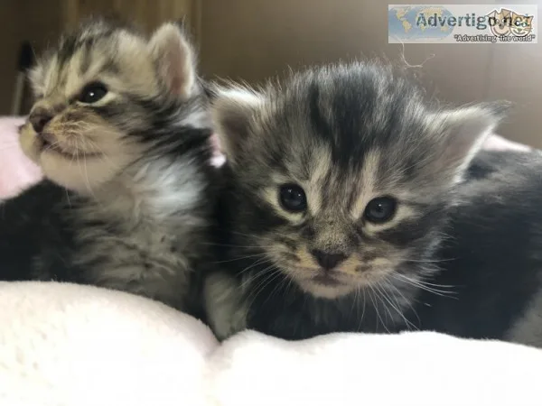 Beautiful maine c--n kittens for homes