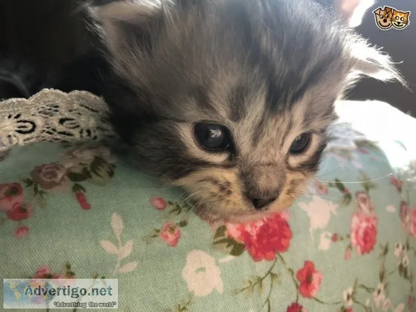  maine c--n kittens for homes