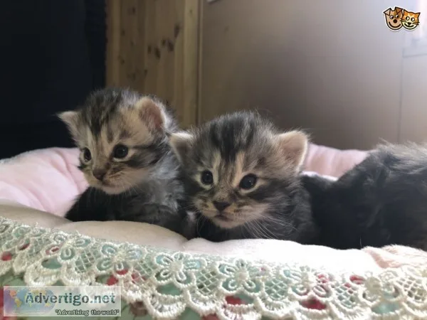 Maine c--n cats available
