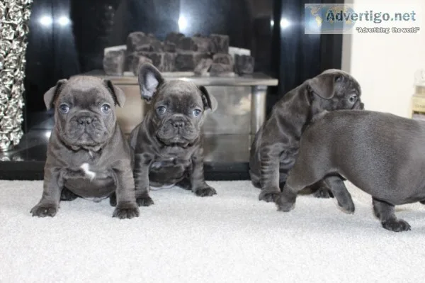 Cute frenchbull ready to go 