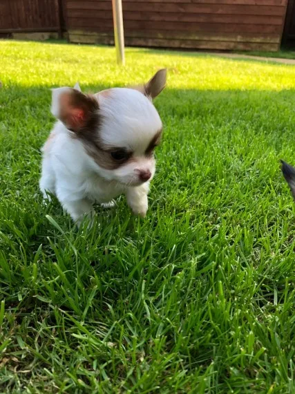 Kg 2 x beautiful chihuahuas