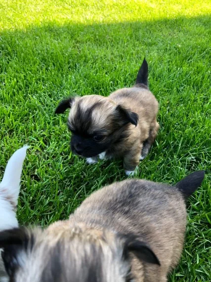 Kd 2 x beautiful chihuahuas