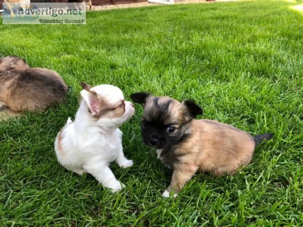 Kk 2 x beautiful chihuahuas