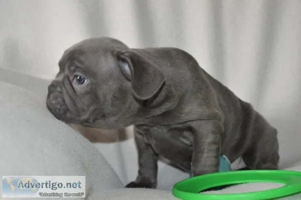 French bulldog puppies blue tan last 