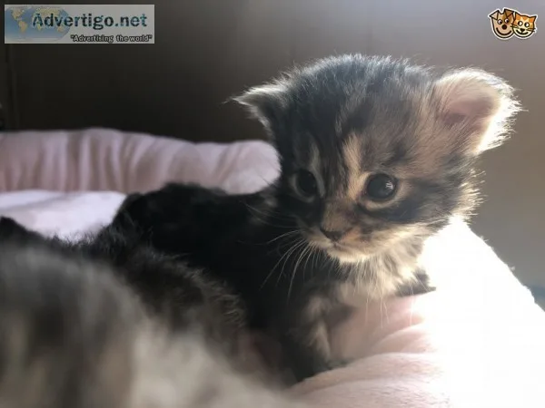  available maine c--n kittens