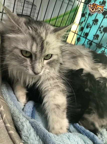 Quality maine c--n kitten