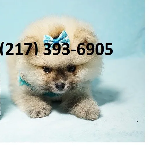 Two pomeranian puppies