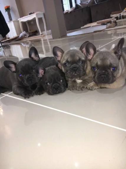 Super litter of frenchbulldogs for sale