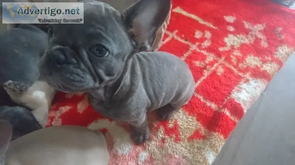 Beautiful french bulldogs all ready