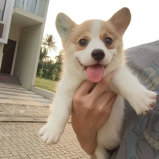 Pembroke welsh corgi for sale 7026087056
