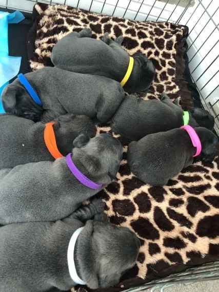 Xxx amazing quality french bulldogs xxx