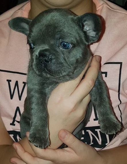 Beautiful french bulldogs all ready
