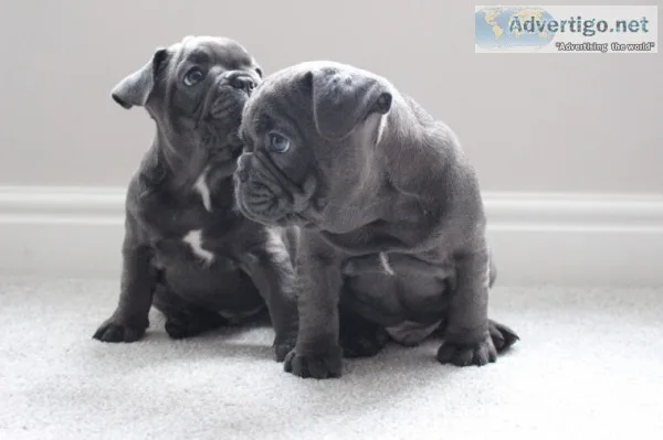 Xxx amazing quality french bulldogs xxx