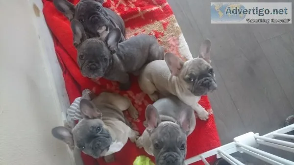 Beautiful french bulldogs all ready