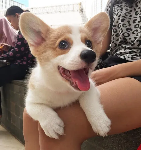 Pembroke welsh corgi for sale 7026087056