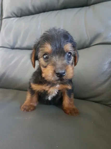 2 yorkie puppies female