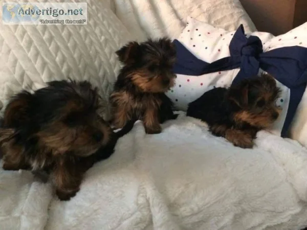 We have some beautiful yorkie puppies 