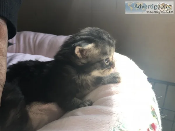 Tica reg maine c--n kittens for sale 