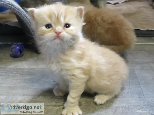 Home raised ragdoll kittens
