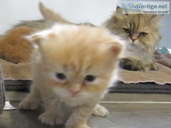 Purebred ragdoll kittens from registered