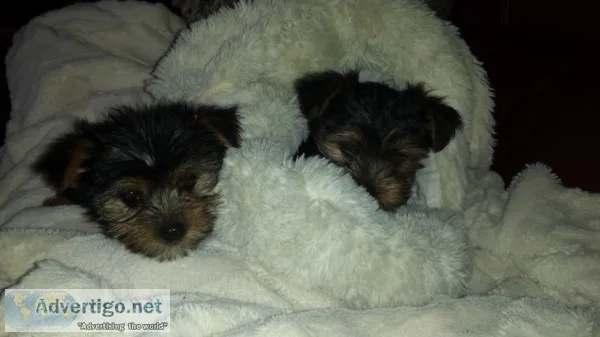 Cute akc teacup yorkie puppies