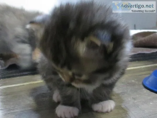 Kittens & cats