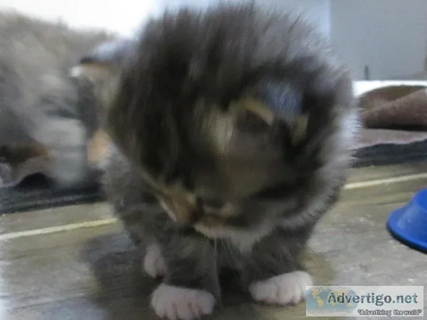 Registered ragdoll kitten for sale 
