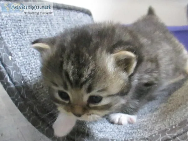 Ragdoll kitten for sale 