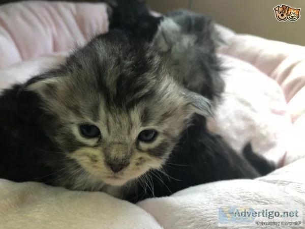 Quality maine c--n kitten