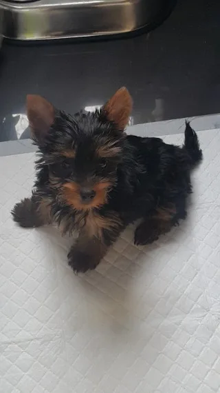 Affectionate teacup male and female york