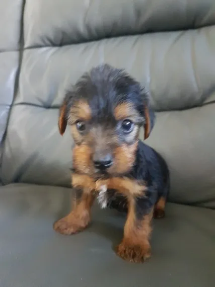 We have some beautiful yorkie puppies 