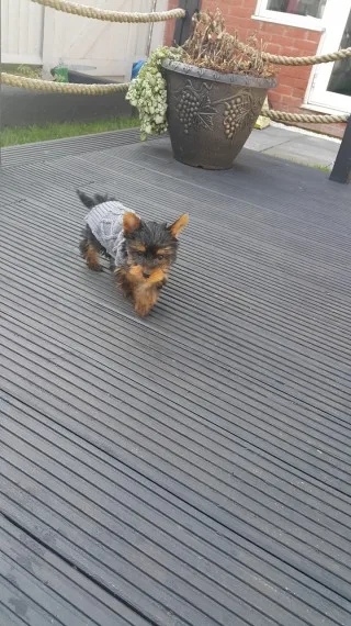 2 yorkie puppies female