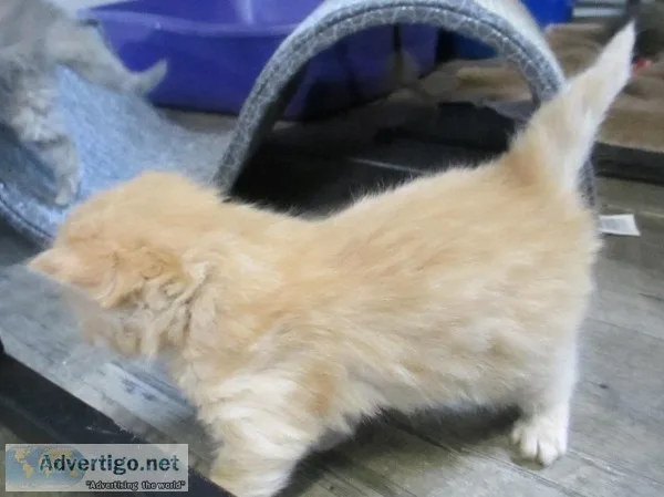 Ragdoll kitten 