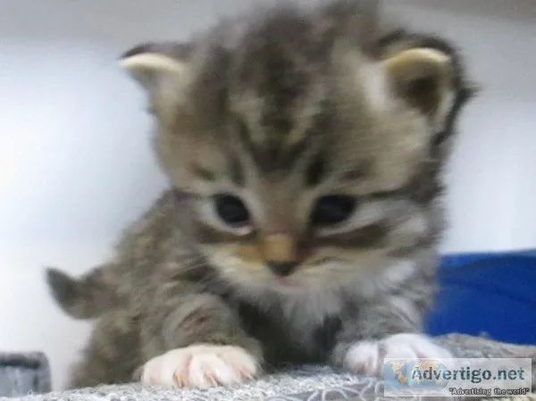 Purebred ragdoll kittens from registered