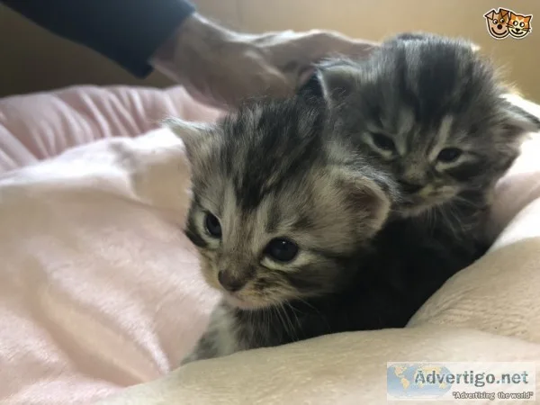 White, mixed colored maine c--n kittens