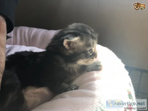 Maine c--n cats available