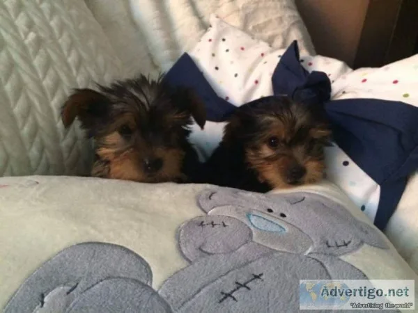 Teacup & toy yorkie puppies for sale 
