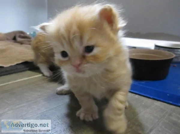 Kittens & cats