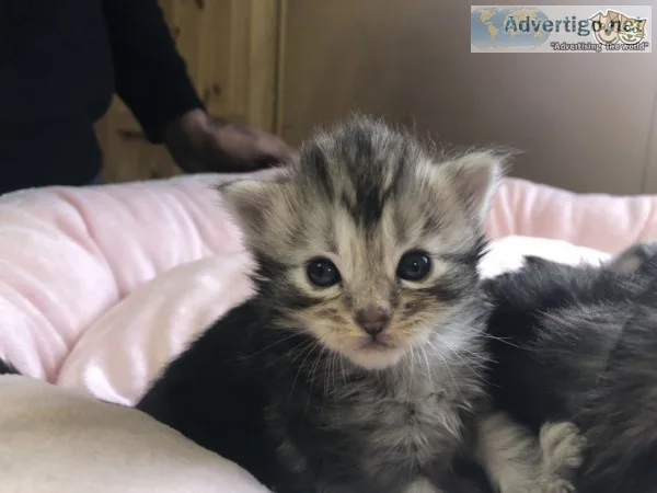 Quality maine c--n kitten