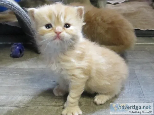 Ragdoll kittens ready to go