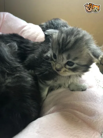 Quality maine c--n kitten