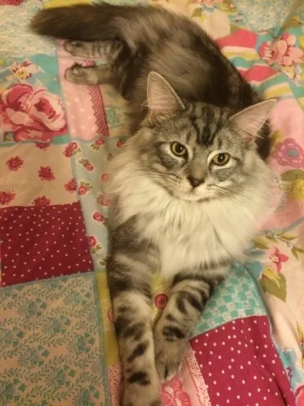 Available maine c--n kittens