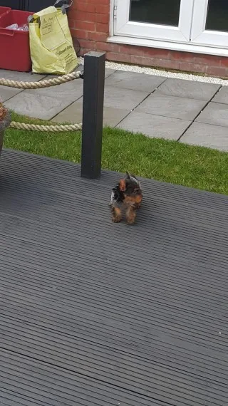 Affectionate teacup male and female york