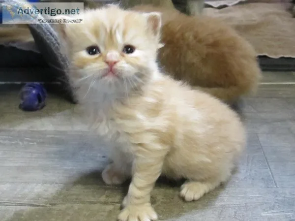 Home raised ragdoll kittens