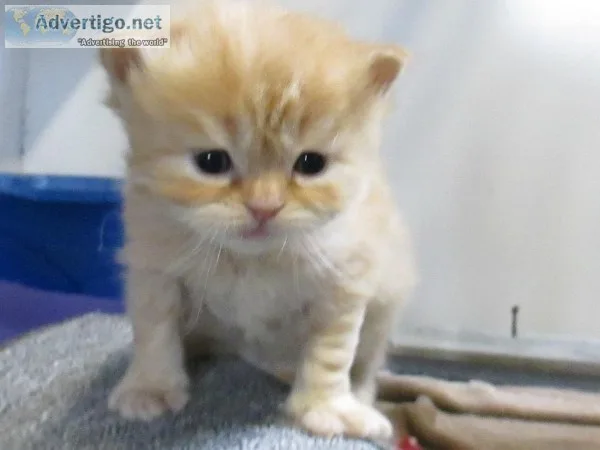 Ragdoll kitten 