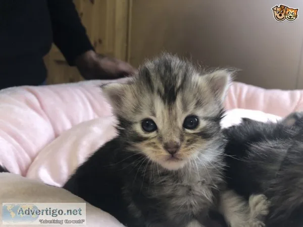 Abyssinian male kittens