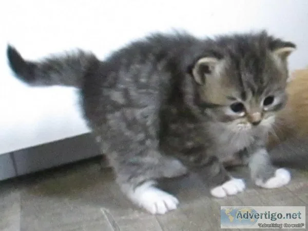 Registered ragdoll kitten for sale 