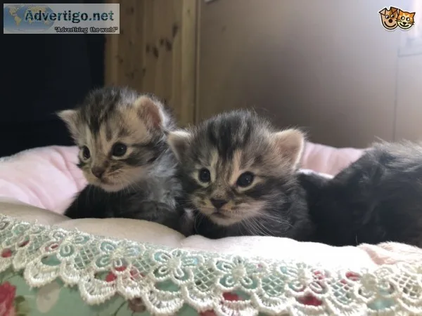 Beautiful, female maine coon