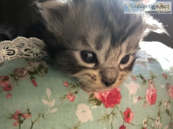 Quality maine c--n kitten