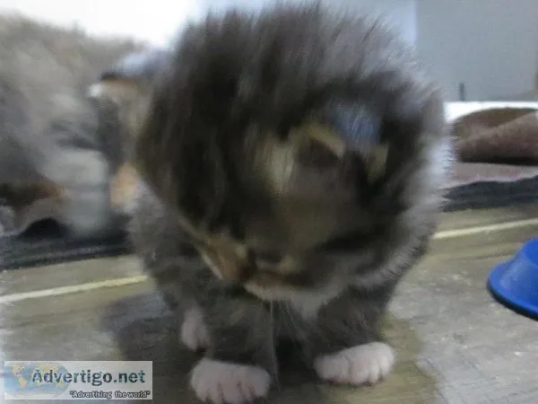 Ragdoll kittens ready to go